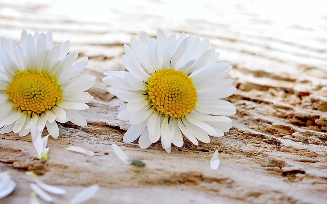 Best Vegan Makeup Primers Best Vegan Makeup